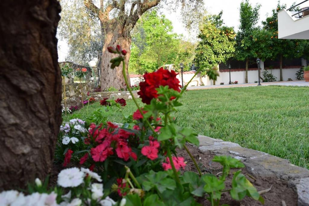 Tsafas Αpartments Apartment Limenas  Exterior foto